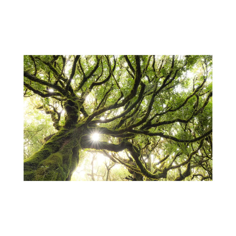 Forest Star 1 Piece Wrapped Canvas Wall Art, 20.32 cm H x 30.48 cm W