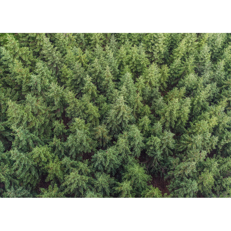 Tapis de la surface verte plante, Rectangle 5 pi x 7 pi