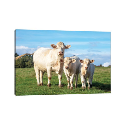 White Cow And Her Calves by Clara Bastian - Print on Canvas