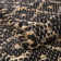 Asad Geometric Indoor Rug