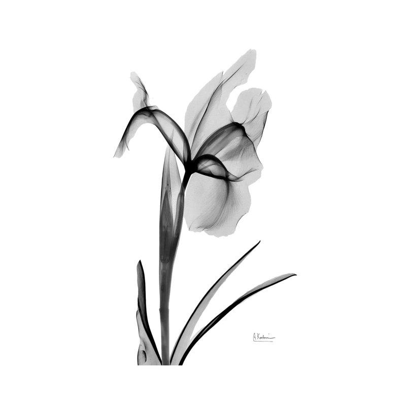«Expressed Iris II» par Albert Koetsier, impression, Toile tendue, Aucun mat, H 26 po x l 18 po x 1,5 po