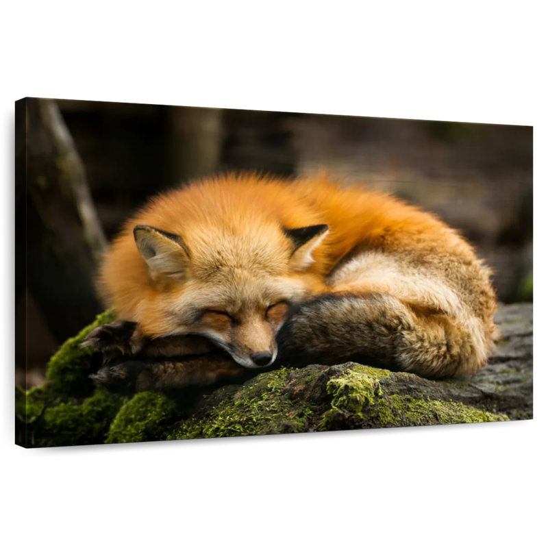 Brampt Sleeping Yellow Fox, 30'' H x 45'' W
