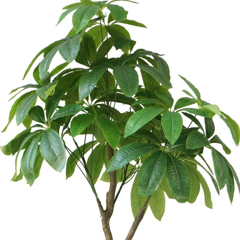 Pachira Aquat Panama en pot 94 po