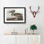 A Brown Pelican by John Audubon - Framed Print-55457816-55457817