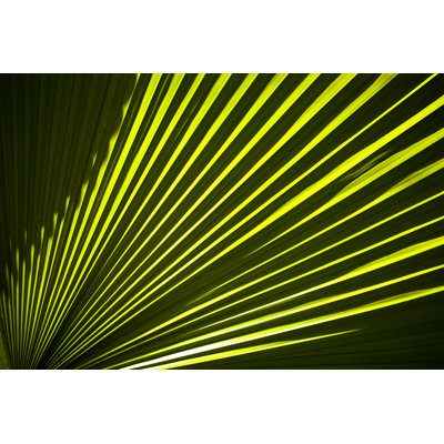 Detail of Tropical Palm Leaves by Josemoraes