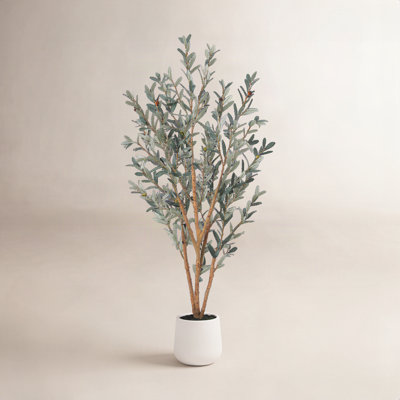 Adcock Olive Tree in Pot