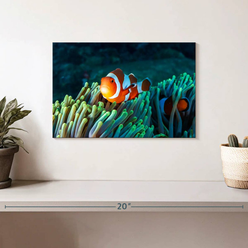 Brampt Frowning Clownfish