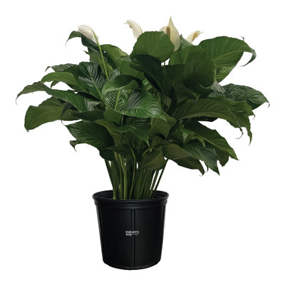 Nature's Way Farms 1.72 Gallon Spathiphyllum Sweet Pablo Peace Lily Live House Plant in Growers Pot
