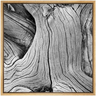 Vintage Knotted Wood Grain Tree Bark Nature Plants Photography Rustic Closeup Dark Black And White Framed On Canvas Print