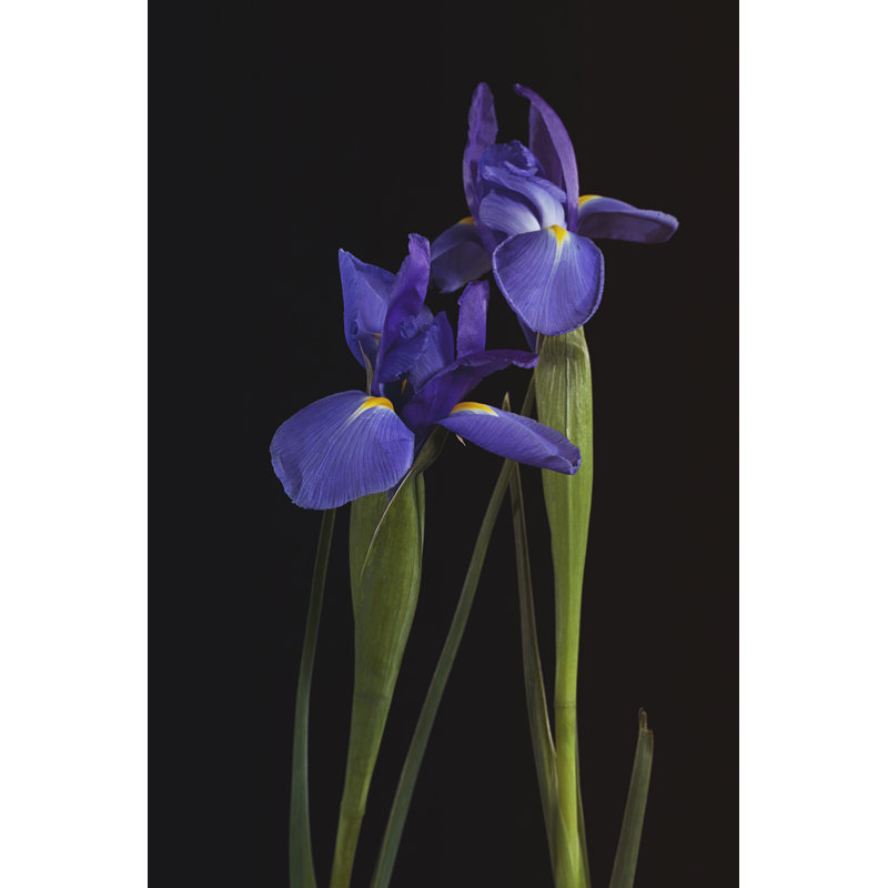 Iris on Black I by Laura Marshall - Photograph, 91cm H x 61cm W, Black Floater Framed