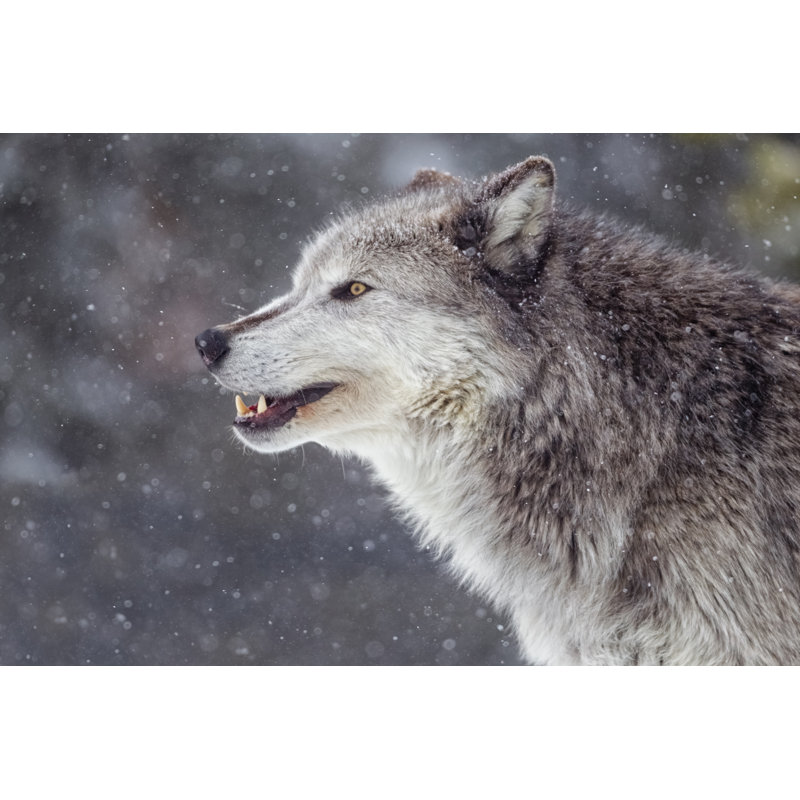 Winter Wolf by KenCanning - Wrapped Canvas Print, 30cm H x 46cm W x 3.8cm D
