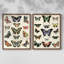 Impression encadrée Flutterbys I-Premium - prête à être accrochée - aucun clou requis - aucun clou requis-1080437603-1080437609