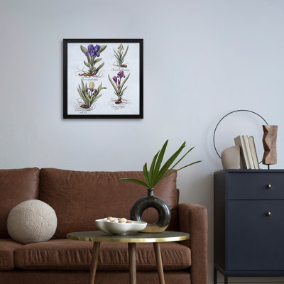 Multiple Irises, From 'Hortus Eystettensis' - Wall Art Print - Gallery Poster