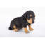 Statue chiot teckel