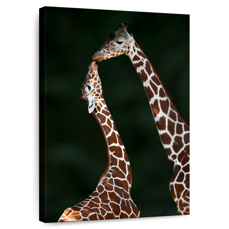Girafes affectueuses, H 39 po x l 26 po