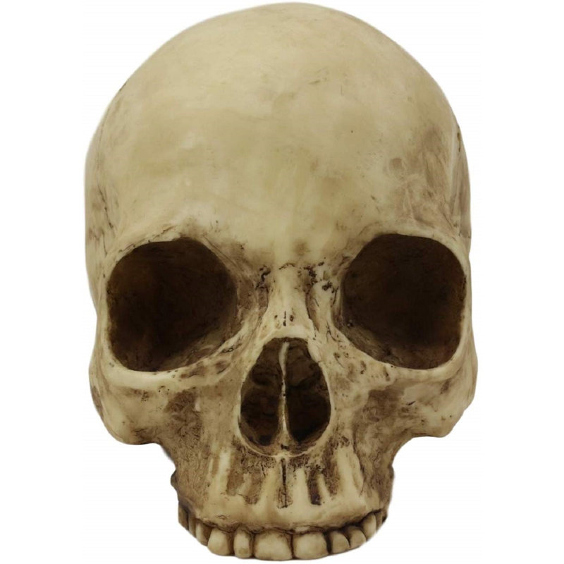 Homo Sapiens demi-crâne