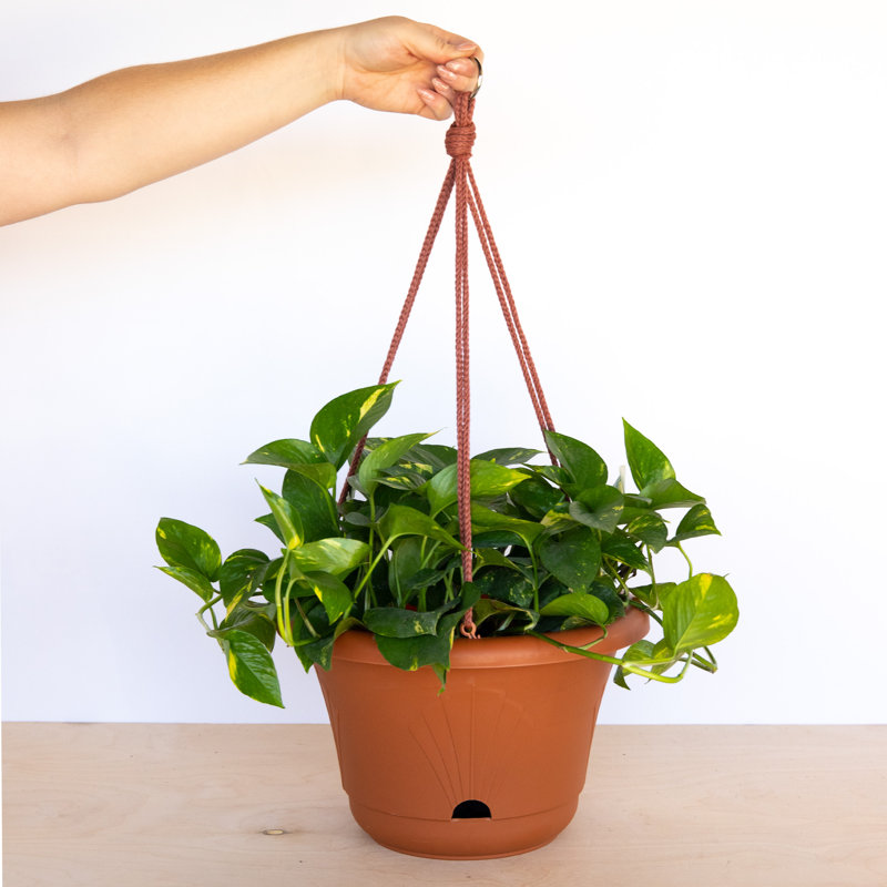 Terra Cotta Self-Watering Hanging Basket with Macrame Cord