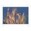 Art sur toile «Butterfly Dragana Trajkovic»-109344958