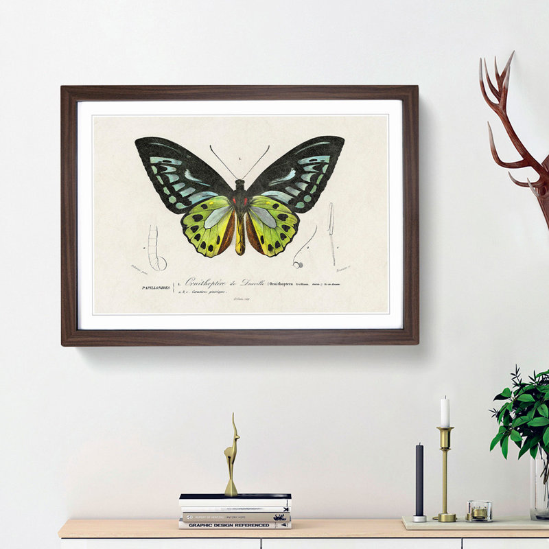 Green Birdwing Butterfly by Charles d' Orbigny - Picture Frame Painting Print, Walnut Framed, 27cm H x 36cm W x 2cm D