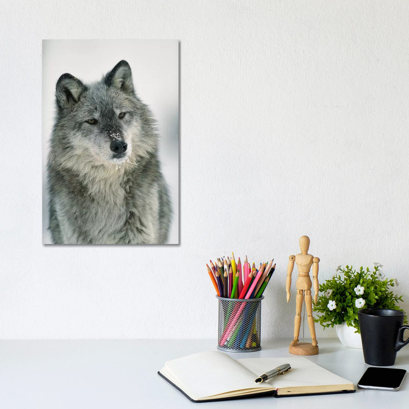 Timber Wolf With Snow On Muzzle, Montana by Tim Fitzharris - Wrapped Canvas Print, 20.32 cm H x 30.48 cm W