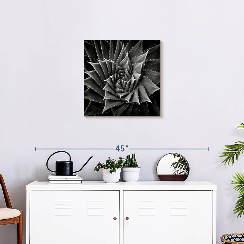 Harnek BW Succulent I, H 20 po x l 20 po