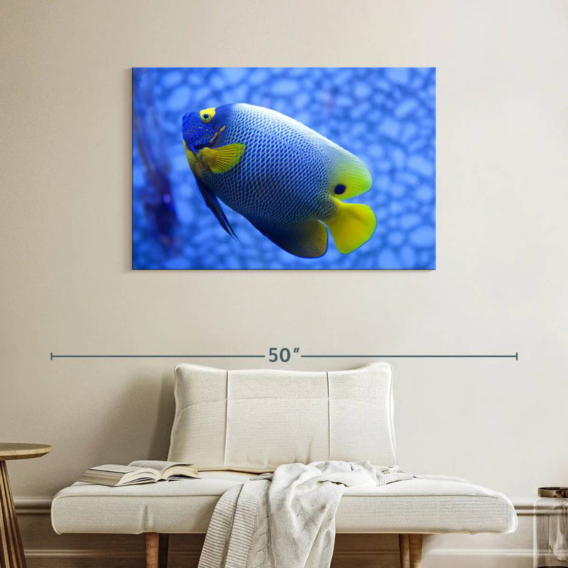 Angelfish bleu corail Brampt, H 26 po x l 39 po