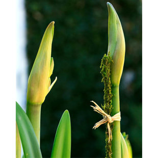 SuperMoss Moss Plant Stakes, Preserved, Fresh Green, 24" (Pack of 6) (Set of 6)