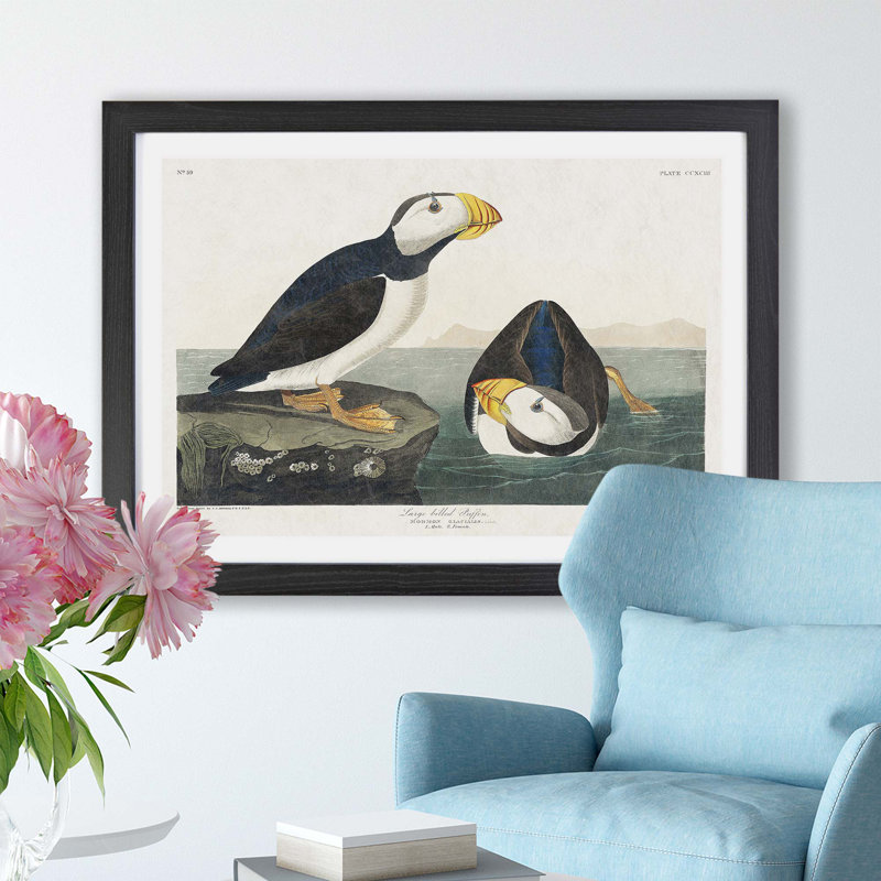 Atlantic Puffins by John James Audubon - Framed Print, 45cm H x 63cm W x 2cm D, Black