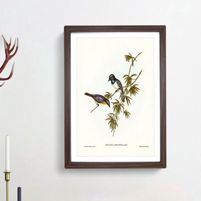 Pretty Flycatcher Bird by Elizabeth Gould - Picture Frame Painting Print