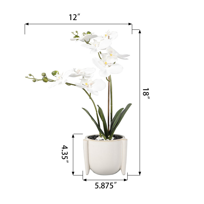 Orchidée Knapp en pot