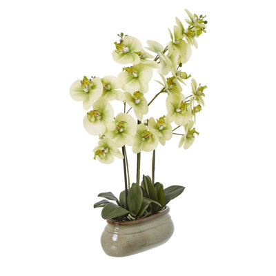 Andaiye 73cm Plant in Pot