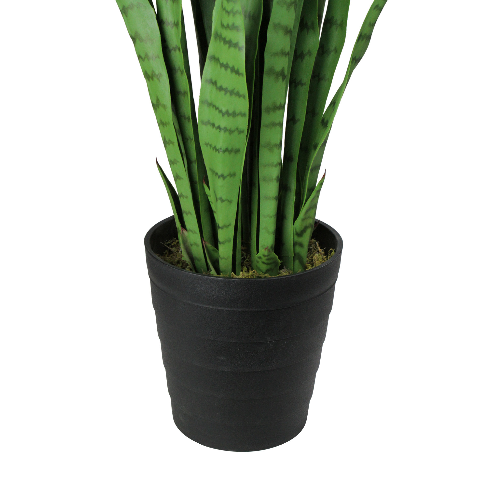 where to purchase succulent plants Bulk Succulent Plants – Watters Garden Center