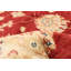 Tapis décoratif rouge/beige en laine de conception unique 5 pi 7 po x 8 pi 4 po noué à la main New Age