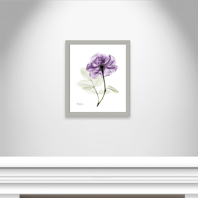 Derald 'Purple Rose II' Framed Print