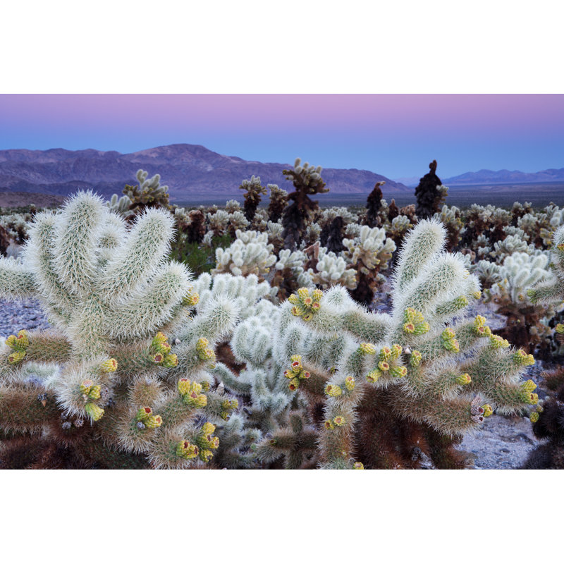 Jardin Cholla par Ericfoltz, H 12 po x l 18 po