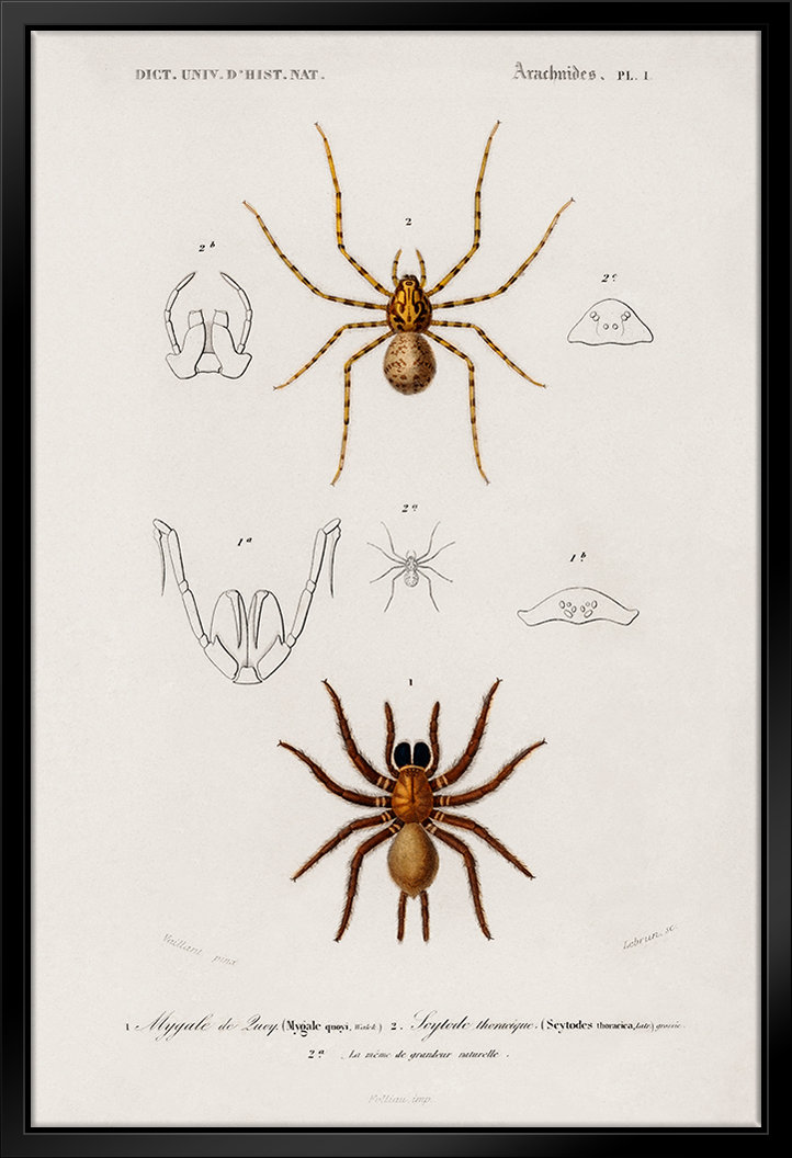 ATX Art Group LLC Natural History - Different Types Of Spiders by ...