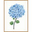 «Nantucket Blue Hydrangea No. 1» par Yvette St. Amant, reproduction d'art sur toile encadrée-1966890855