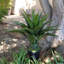 Agave artificielle Sansevieria en pot