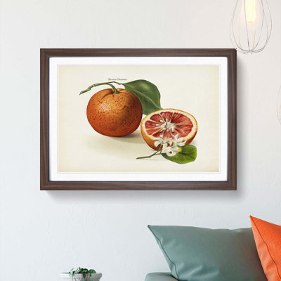 Vintage Illustration of Blood Oranges - Framed Print