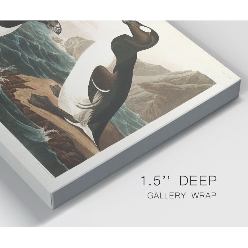 « Pl 341 Great Auk », reproduction d’art sur toile tendue, H 12 po x l 8 po x P 1 po