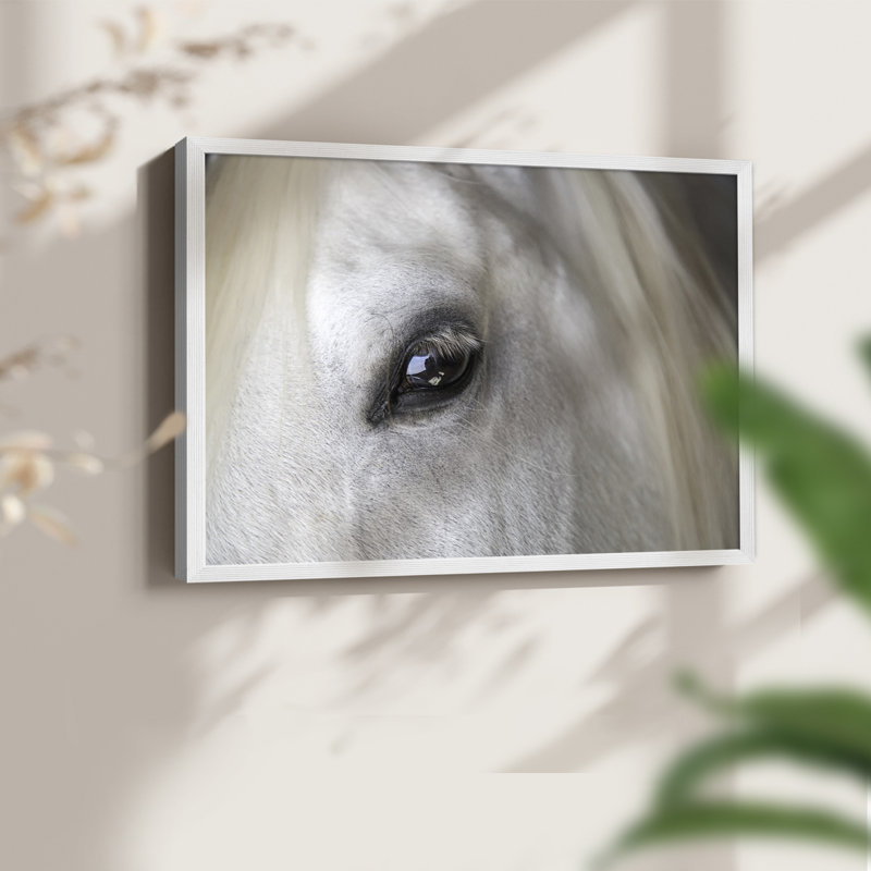 Balearic Island Horse -Framed Print - Restickable, H 8 po x l 10 po, Blanc
