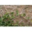 Vaughn Fiberglass Pot Planter-64593794