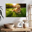 Golden retriever Brampt ensoleillé-106300219