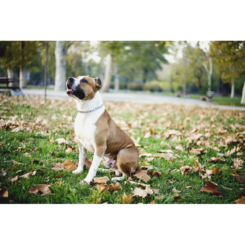 American Staffordshire Terrier par Marijaradovic, H 8 po x l 12 po