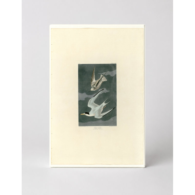 Petite sterne (planche 319) - Art mural sur toile, 30" W x 20" H