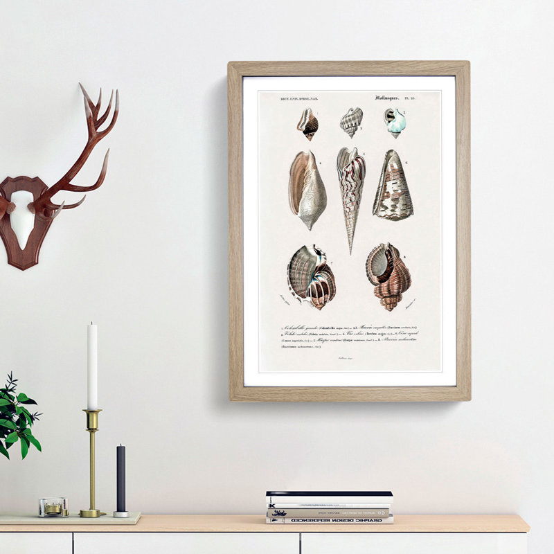 Mollusc Shell Illustrations PL. 25 by Charles D' Orbigny - Picture Frame Graphic Art Print, 48cm H x 36cm W x 2cm D