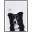 Border collie - cadre photo, impression sur verre