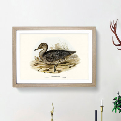 Freckled Duck by Elizabeth Gould - Framed Print