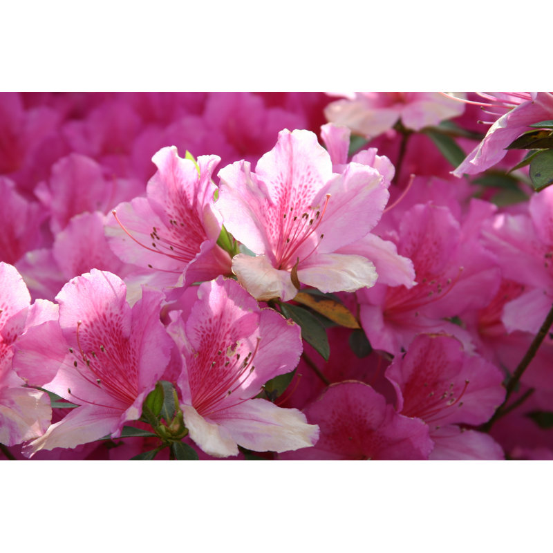 Azaleas in Bloom by Kellyt, 12" H x 18" W
