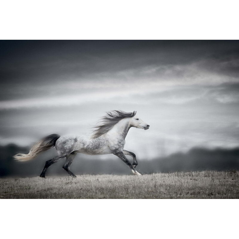 " Wind Blown Mane II " by PHBurchett, 32" H x 48" W x 1" D